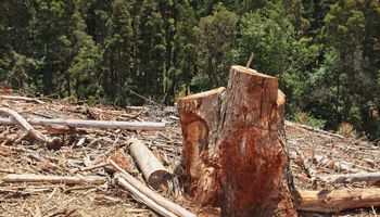 Ilusi Lahan Baru di Tengah Deforestasi