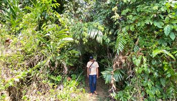 Karbon, Hutan Adat, dan Keadilan Tertunda