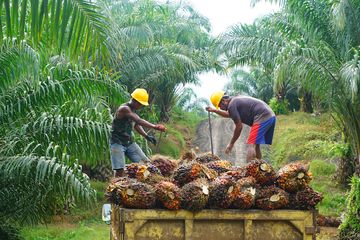 Melihat Tantangan Besar Industri Kelapa Sawit Indonesia