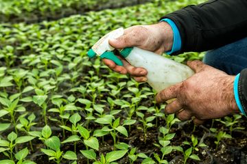 Cara Membuat Pestisida Nabati Dari Cabai Merah