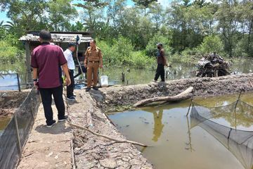 Nekat Buka Lahan Tambak Ilegal di Hutan Mangrove, Petambak di Lampung ...