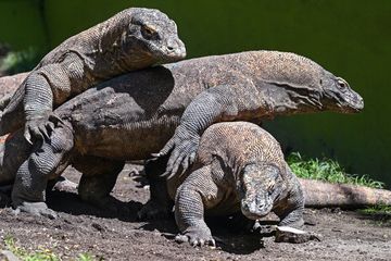 Indonesia meminjamkan komodo ke Jepang dalam kerja sama 5 tahun. Sebagai balasan, Surabaya Zoo akan menerima panda merah, jerapah, hingga kura-kura raksasa.
#ohayojepang #komodo #kbs #jepang