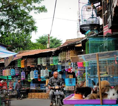 Wisata Anti Mainstream ke Pasar Burung Splendid