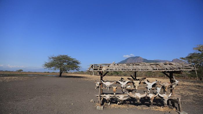 Catat Nih, 3 Destinasi Eksotik di Taman Nasional Baluran