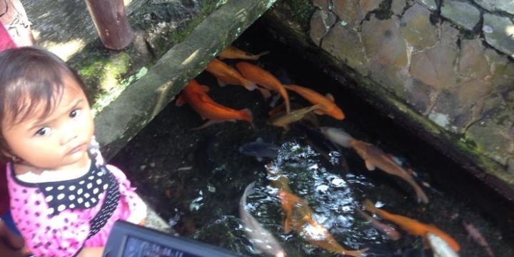 Yuk Pelihara Ikan Koi Di Selokan Depan Rumah