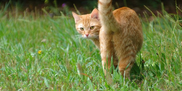 10 Arti Gerakan Ekor Kucing, "Cat Lovers" Wajib Tahu