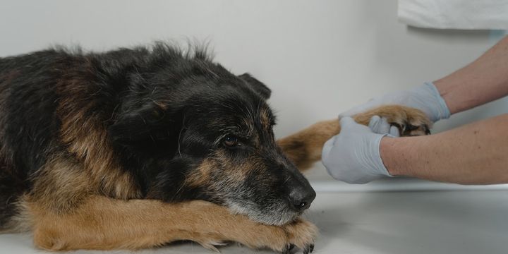 Kecemasan pada Anjing dan Cara Pencegahannya