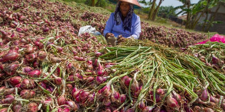 5 Daerah Penghasil Bawang Merah Terbesar di Indonesia, dari Brebes