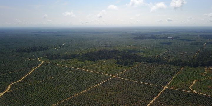 Daftar Daerah Penghasil Kelapa Sawit Terbesar Di Indonesia