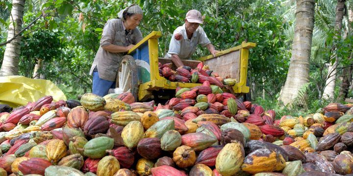 8 Daerah Penghasil Kakao Terbesar Di Indonesia, Produksi Terbanyak Ada ...