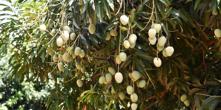 Cara Merawat Pohon Mangga Agar Berbuah Lebat