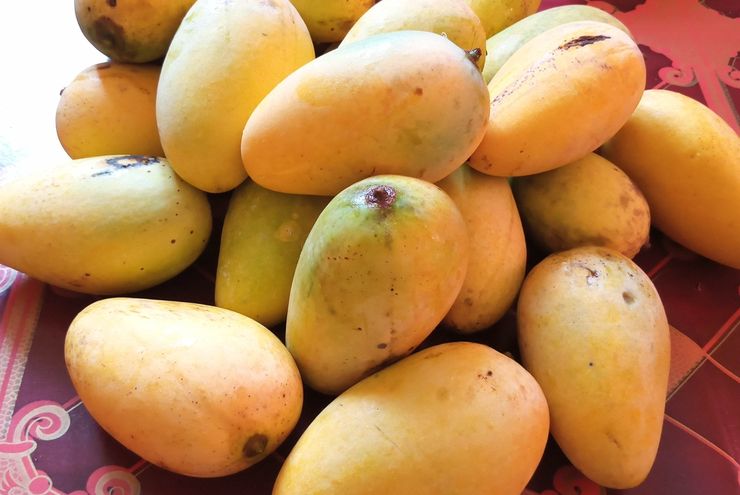 11 Mangga Termahal di Dunia Capai Puluhan Juta, Apa Istimewanya?