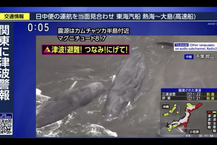 Tsunami Jepang Sebabkan 4 Paus Terdampar, Terjadi Beberapa Saat Setelah Gempa Rusia