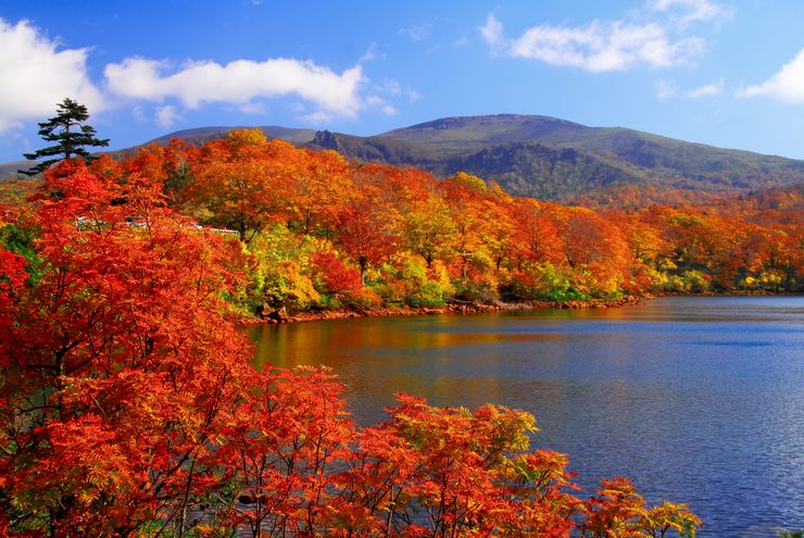 Liburan ke Jepang Bulan Oktober, Apa yang Menarik?