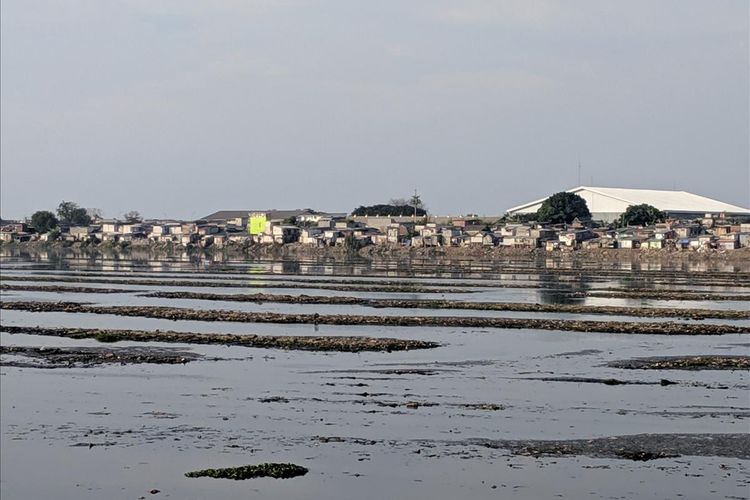 waduk Pluit yang menyusut akibat musim kemarau pada Senin (10/6/2019)