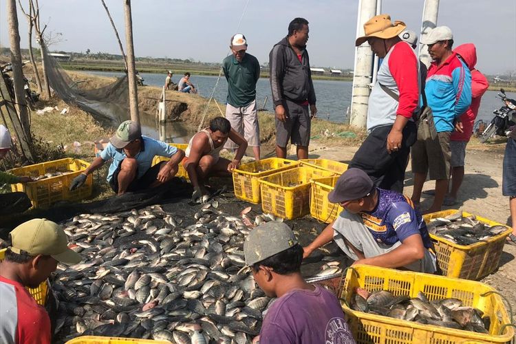 Para Nelayan saat mengumpulkan hasil tangkapannya untuk didistribusikan kepada pembudidaya ikan, pasar, dan masyarakat.