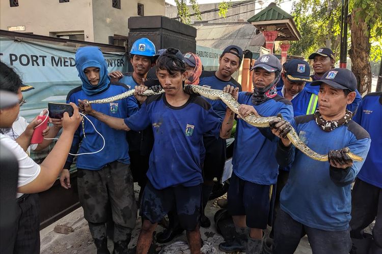 Pasukan Biru Sudin SDA Jakut Temukan Ular Saat Bersihkan Gorong-Gorong di Tanjung Priuk