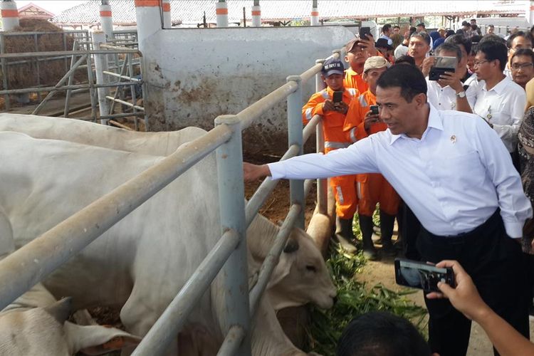 Menteri Pertanian Andi Amran Sulaiman saat meninjau sapi di Loka Penelitian Sapi Potong di Kabupaten Pasuruan, Jawa Timur, Jumat (28/6/2019)