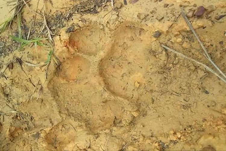 Jejak harimau sumatera yang ditemukan di kebun karet warga Desa Sibiruang, Kecamatan Koto Kampar Hulu, Kabupaten Kampar, Riau, sepekan yang lalu. Dok. BBKSDA Riau 
