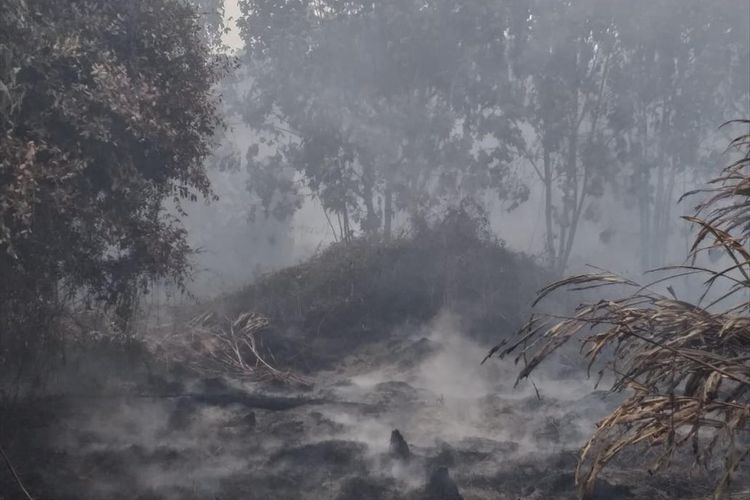 Kebakaran hutan dan lahan kembali terjadi di Riau memasuki musim kemarau yang di prediksi terjadi hingga pertengahan september 2019 mendatang