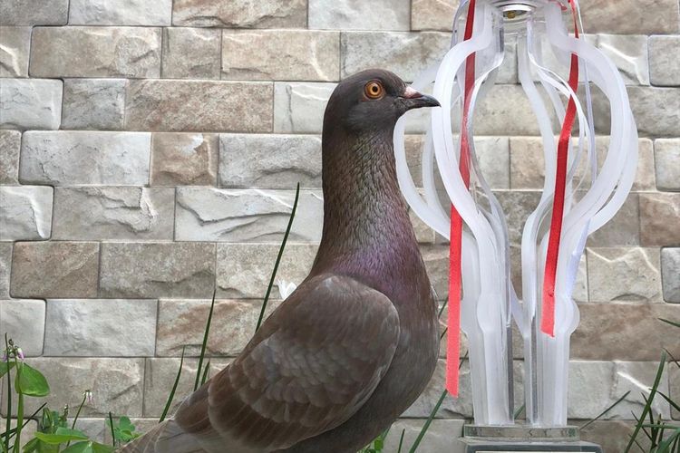 Jayabaya, burung merpati yang dibeli seharga Rp.1.000.000.000