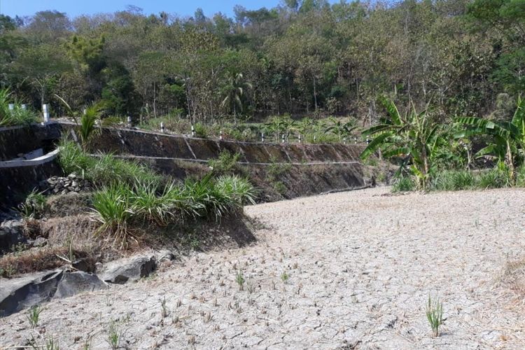 Lahan Pertanian Mengering di Kecamatan Gedangsari, Gunungkidul