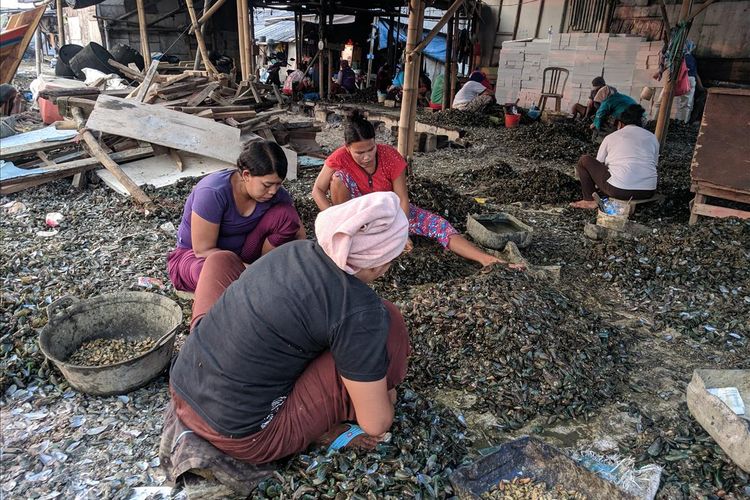 Warga Kampung Kerang Hijau yang Sedang mengupas kerang hasil budidaya nelayan yang ada di Muara Angke, Penjaringan, Jakarta Utara