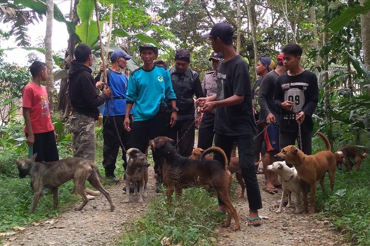 Warga berburu babi hutan menggunakan anjing terlatih di Desa Windujaya, Kecamatan Kedungbanteng, Kabupaten Banyumas, Jawa Tengah, Rabu (3/7/2019)