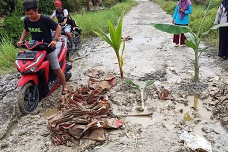 Warga Dusun Rampoang, Desa Takkala, Kecamatan Malangke, Kabupaten Luwu Utara menanami jalan mereka dengan tanaman Pisang dan Kelapa sebagai bentuk protes kepada pemerintah agar jalan tersebut diperbaiki, Jumat (05/07/2019) 