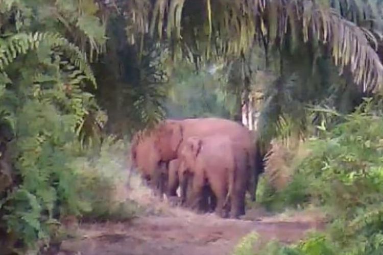 Kawanan gajah liar keluar keluar dari habitatnya dan masuk ke kawasan semak belukar yang dekat dari perkebunan warga di Tapung, Kabupaten Kampar, Riau