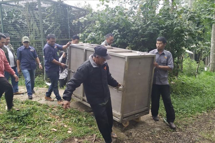 Macan tutul/kumbang (Panthera pardus melas) dalam kandang angkut siap dievakuasi ke TNGC di PPSC Nyalindung, Sukabumi, Jawa Barat, Senin (8/7/2019)