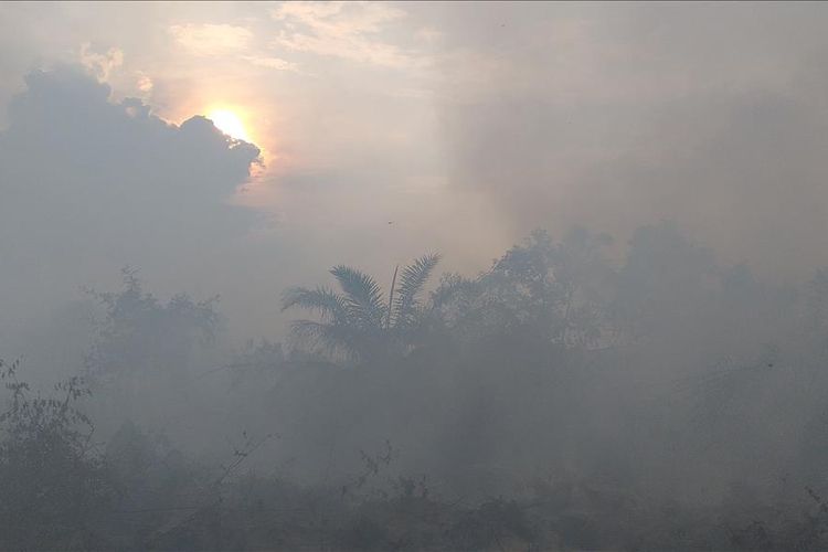 Kondisi karhutla di Desa Teluk Bano II, Kecamatan Pekaitan,  Kabupaten Rohil, Riau, Jumat (5/7/2019) pekan lalu.