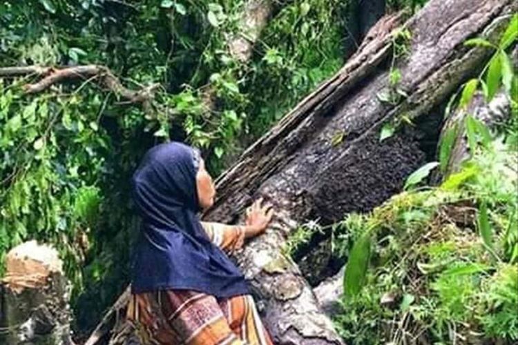 Mama Imba, warga Kelurahan Tongole, Kota Ternate, Maluku Utara sedih ketika melihat Cengkeh Afo II miliknya berusia ratusan tahun tumbang. (Foto: Facebook/Kris Syamsudin)