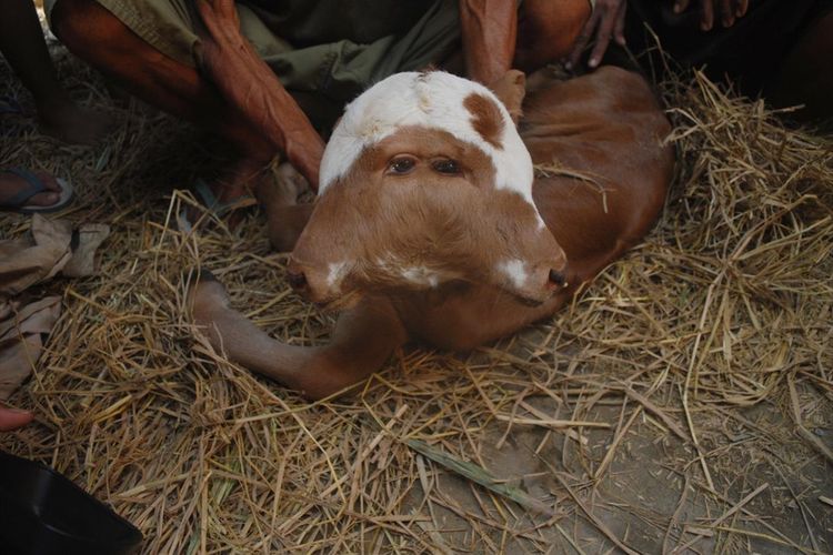 Bayi sapi berkepala dua di Dusun Klaten, Desa Ngaringan, Kecamatan Ngaringan, Kabupaten Grobogan, Jawa Tengah, Rabu (17/7/2019).