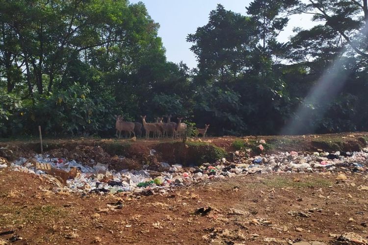  Beredar foto Ggerombolan rusa kabur dari Kebun Binatang Ragunan, Kamis (18/7/2019)