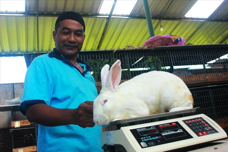 Kisah Suryo Merintis Usaha Hingga Jatuh Cinta Pada Bulu Kelinci