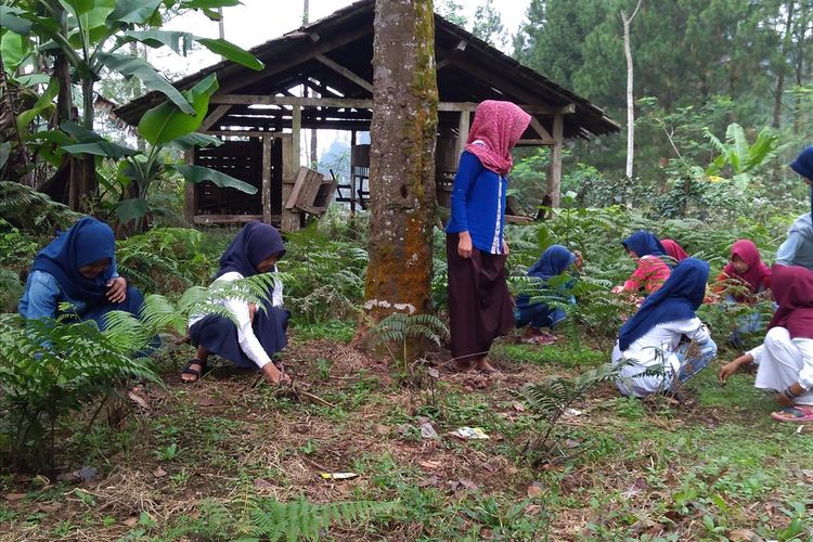 Siswa MTs Pakis Dusun Pesawahan, Desa Gununglurah, Kecamatan Cilongok, Kabupaten Banyumas, Jawa Tengah, membersihkan rumput liar di ladang, Senin (22/7/2019).