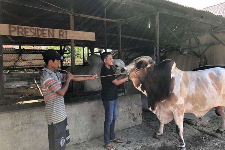 Sapi jenis Ongole yang disumbangkan Presideb Joko Widodo untuk perayaan Idul Adha di Palembang, Sumatera Selatan, Rabu (24/7/2019).