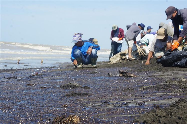 Warga tengah membersihkan ceceran limbah minyak mentah di pantai Desa Cemarajaya, Kecamatan Cibuaya, Kabupaten Karawang, Rabu (24/7/2019).
