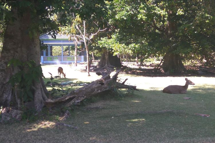 Sejumlah rusa berkeliaran di Taman Wisata Alam Pangandaran, Kamis (25/7/2019)