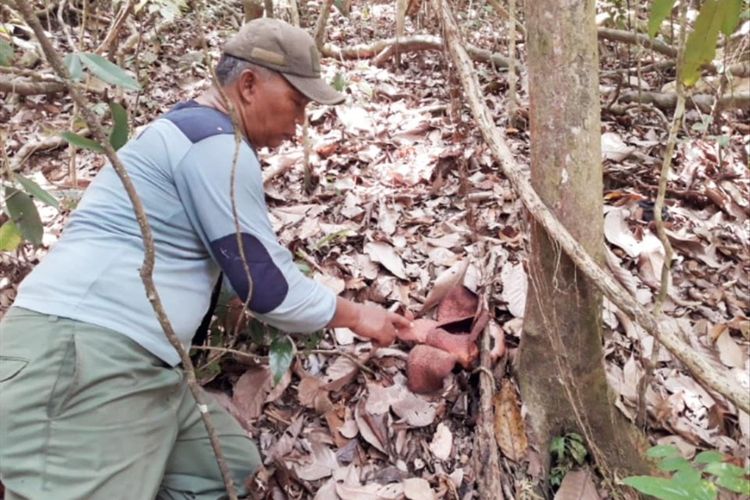 Petugas KSDA Pangandaran menemukan rafflesia Padma di Cagar Alam Pangandaran, beberapa tahun lalu.