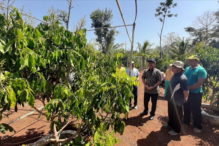 Tanaman Kelengkeng yang Mulai dibudidayakan Masyarakat di Dusun Gunungkunir, Desa Candirejo, Kecamatan Semanu, Kabupaten Gunungkidul, Yogyakarta