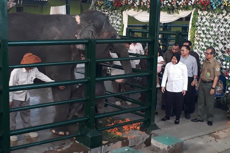Wali Kota Surabaya Tri Rismaharini mengunjungi Kebun Binatang Surabaya untuk melihat langsung kondisi bayi gajah Sumatera yang berumur tujuh hari, Selasa (30/7/2019). Oleh Risma, bayi gajah tersebut diberi nama Dumbo.
