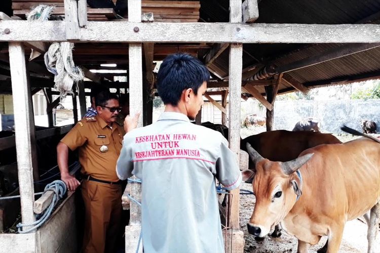 Petugas kesehatan hewan Dinas Pertanian dan Peternakan Kota Palopo melakukan pemeriksaan dan pengawasan hewan kurban di sejumlah titik. Senin (05/08/2019)