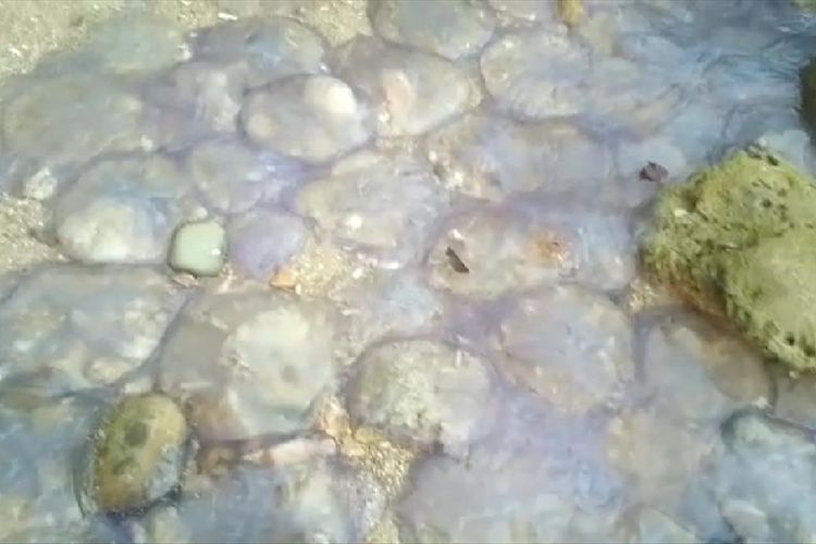 Ribuan ubur-ubur mati terdampar di pantai Sungai Pinang, Pesisir Selatan. (Dok: Camat Tarusan)