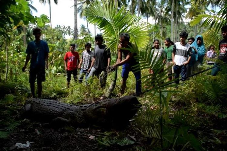 Warga Desa Todanga, Kecamatan Kapuntori, Kabupaten Buton, Sulawesi Tenggara, dihebohkan dengan penemuan seekor buaya dengan panjang sekitar 4 meter di daerah perbukitan belakang pemukiman warga.