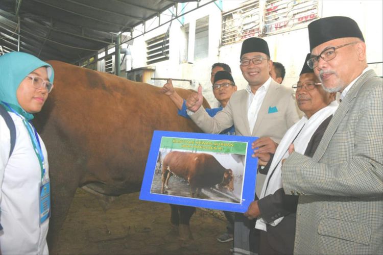 Gubernur Jawa Barat Ridwan Kamil saat menyerahkan sapi seberat 652 kg kepada DKM Masjid Raya Bandung Provinsi Jawa Barat dalam momentum Idul Adha 1440 H, Senin (11/8/2019).