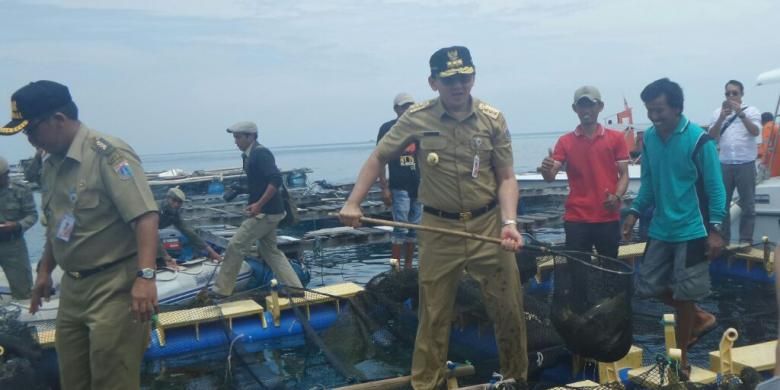 Budidaya Ikan Kerapu di Pulau Seribu Tak Terpengaruh Kasus Ahok