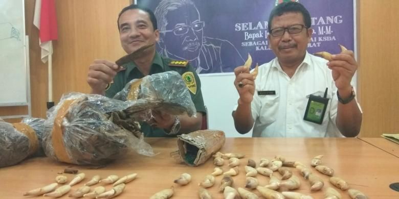 Penyelundupan 47 Gigi Taring Beruang Madu Digagalkan