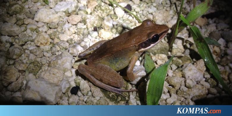 Makhluk Makhluk Unik Enggano Terungkap Lewat Ekspedisi Lipi